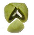 Mochi crème Matcha (thé vert)(1 pièce)