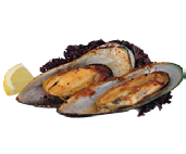 55. MUSCHELN moules géants