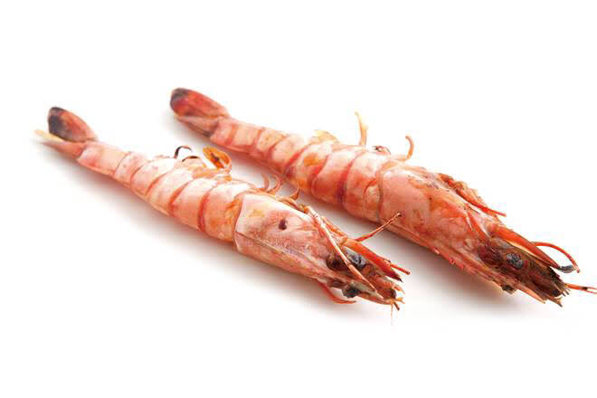Y10 EBI (Crevette)