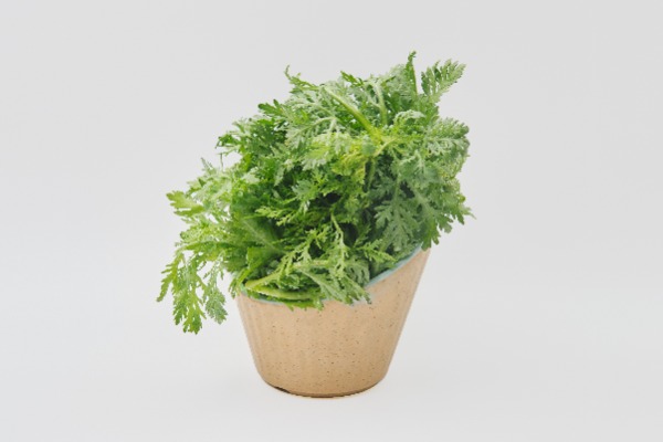 L13. Chrysanthèmes des jardins