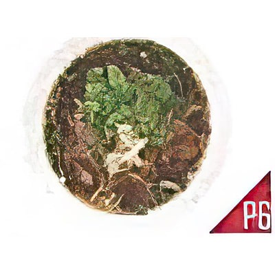 P6. Phô au boeuf cuit