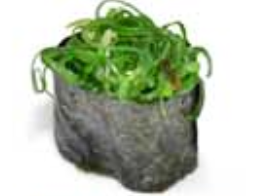 SU14. Algue wakame