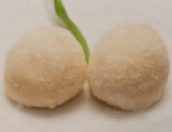 Perles de coco